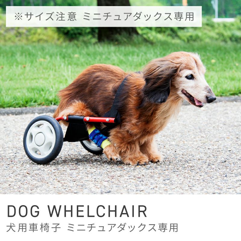 カニンヘン ダックス 車椅子 愛知県からミニチュアダックスフンド グリュックちゃんが犬用車椅子の