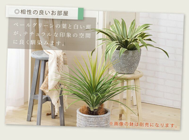 フェイクグリーン アガベ 多肉植物 人工観葉 観葉植物 インテリア 造花